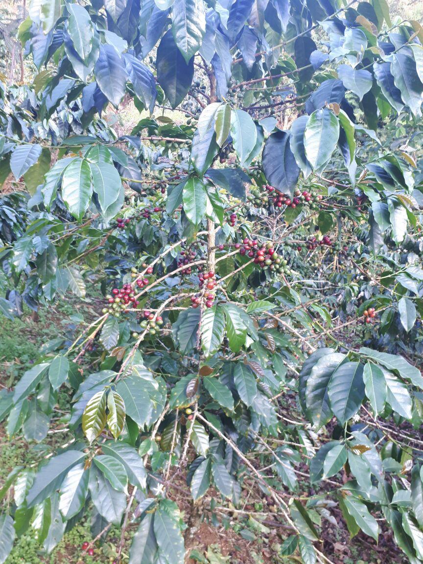 Coffee cherries ripening on branches in the highland plantation