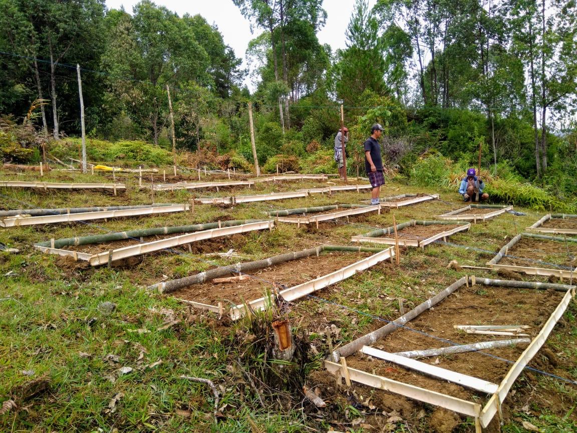Nursery beds under construction on the hillside with workers