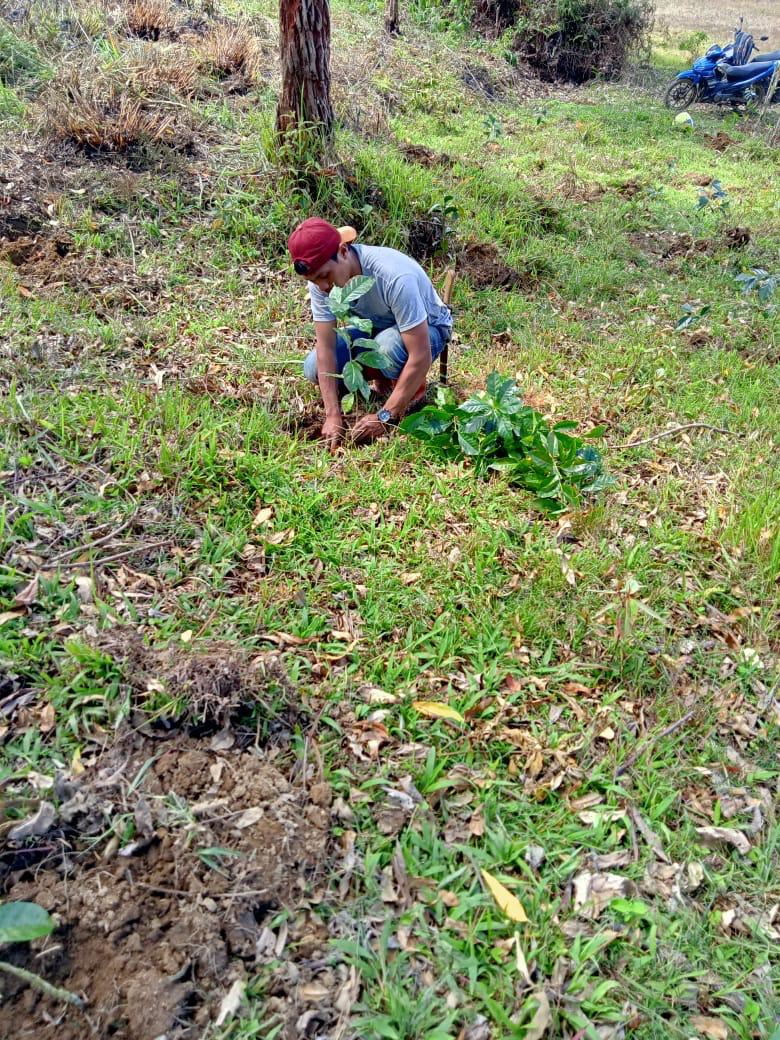 Worker planting coffee seedlings at the Toraja plantation
