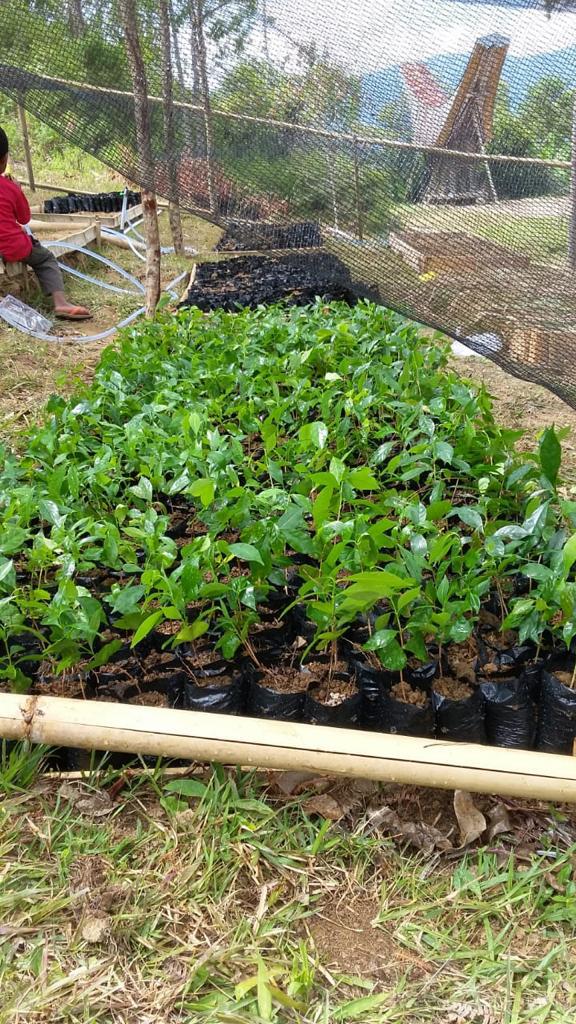 Coffee seedlings in polybags in nursery trays at the Sapan plantation